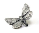 Silver Adonis Butterfly