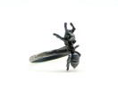 Carpenter Ant Ring