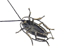 Cockroach Pendant