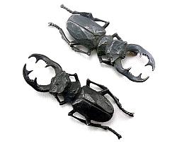 The HEXAPODA Collection - Coleoptera Insect Jewelry