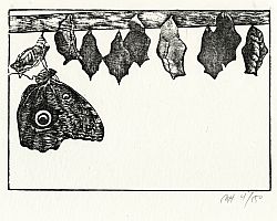 The HEXAPODA Collection - Butterfly Hatching I Wood Block Print