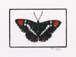 The HEXAPODA Collection - California Sister Butterfly Wood Block Print