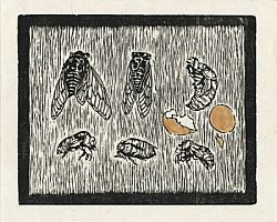 The HEXAPODA Collection - Cicadae and Golden Egg Wood Block Print