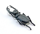Stag Beetle Brooch